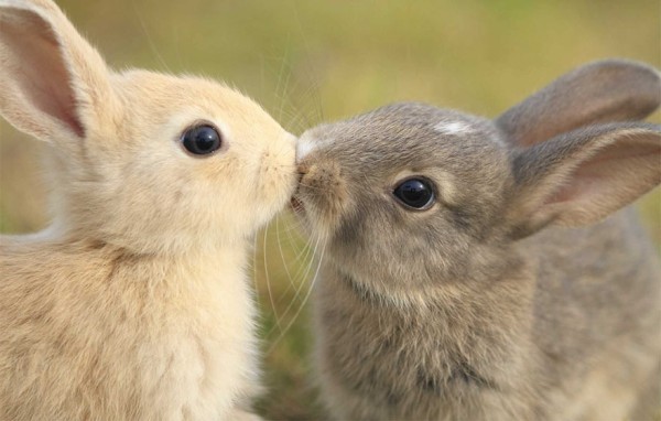 10 Animali Veri Piccioncini Di San Valentino Foto Tutto Zampe