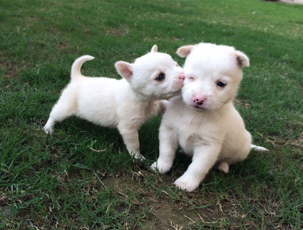 Due cuccioli