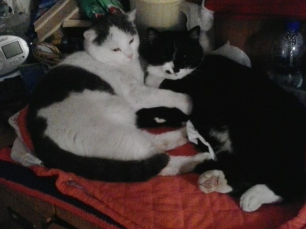 Due gatti neri e bianchi