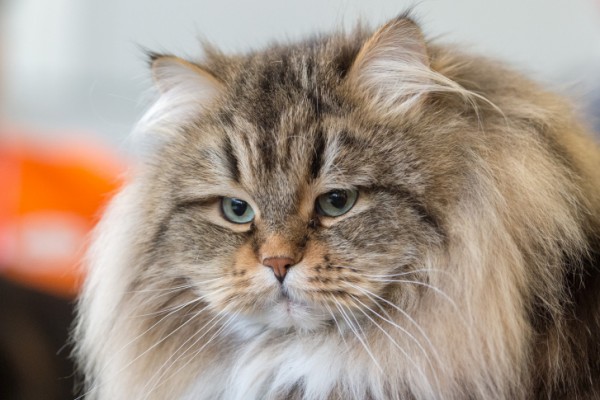 Norvegian forest cat