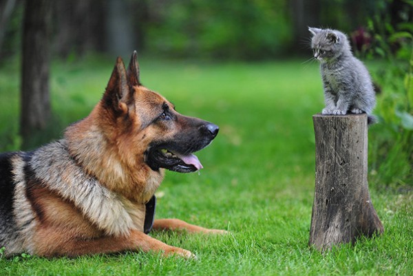 10 foto di cani e gatti amici per la pelle