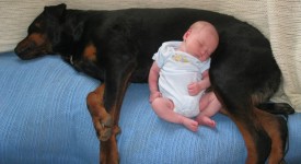 10 cani innamorati cotti dei bambini appena nati (FOTO)