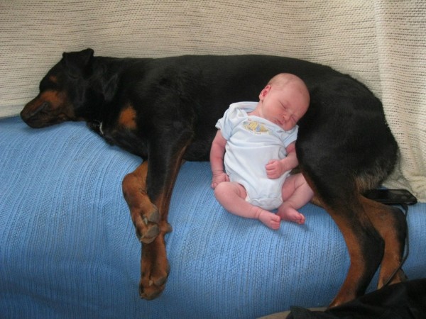 Rottweiler e neonato
