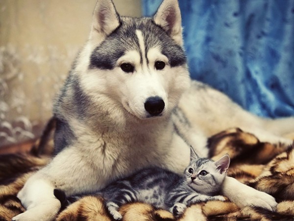 Siberian Husky con gattino