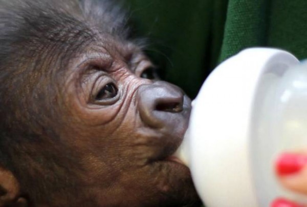 Baby gorilla nata con parto cesareo d'emergenza