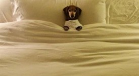 10 cani occupanti abusivi dei nostri lett