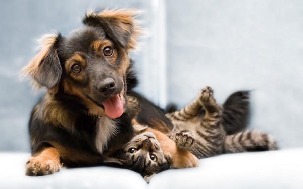 cagnolino e gattino