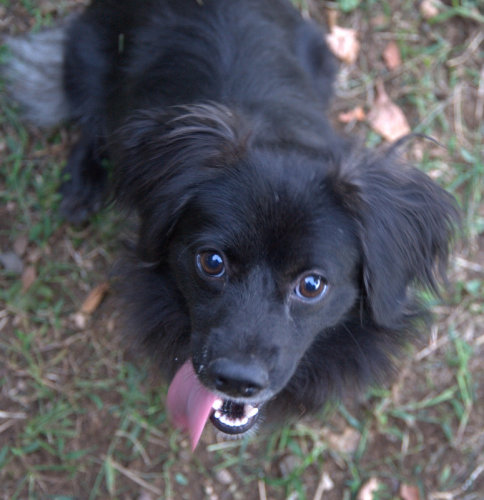 cagnolino nero