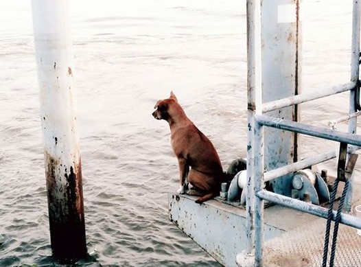cane che aspetta sulla riva