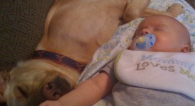 10 cani innamorati cotti dei bambini appena nati (FOTO)