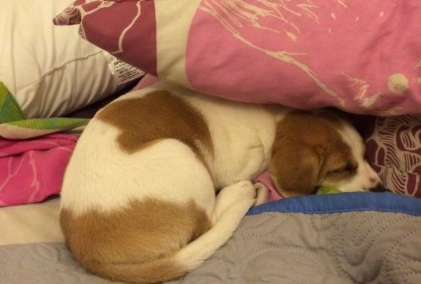 cane dorme sotto cuscino