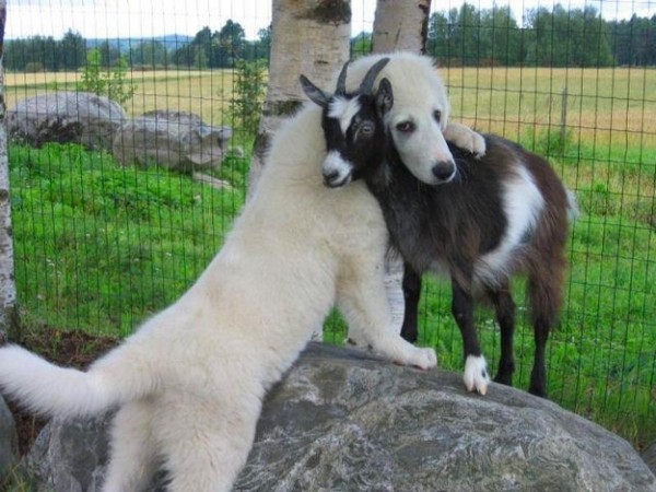 cane e capra