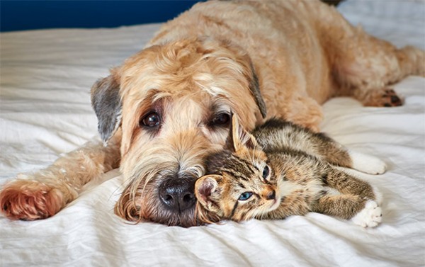 cane e gatto