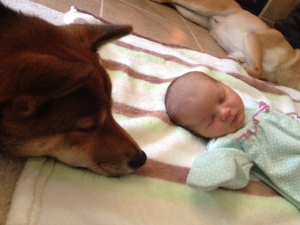 cane e neonato