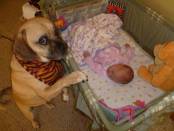 cane e neonato nel lettino