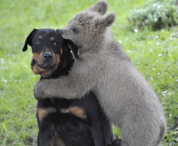 cane e orso