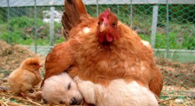 10 animali sorprendenti compagni di pennichella