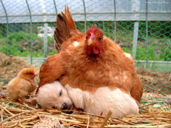 cane gallina e pulicino