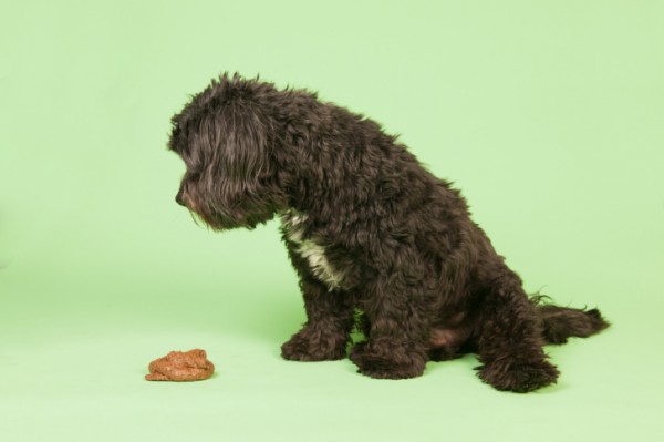 cane mangia sue feci che fare