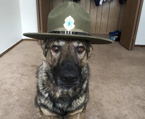 Maximus, cane poliziotto star dei social media