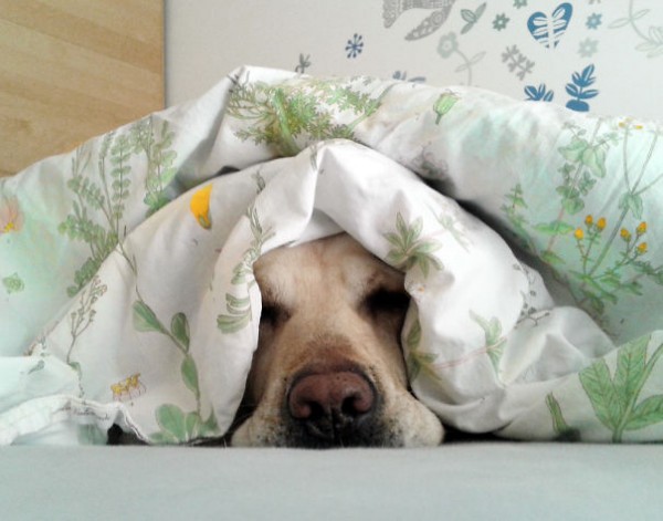 cane sotto lenzuolo