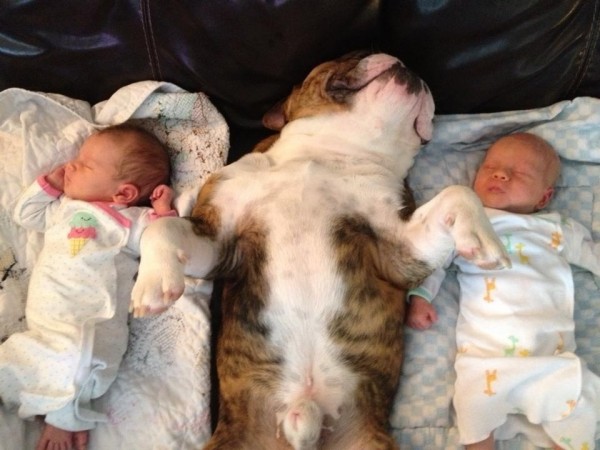 cane tra due neonati