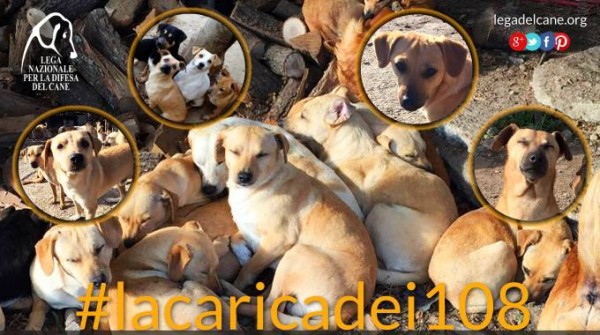 108 cani meticci orfani, corsa alla solidarietà