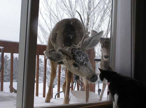 cervi, caccia, 10 pet che è impossibile non far entrare in casa