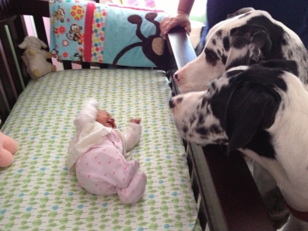 due cani con neonato