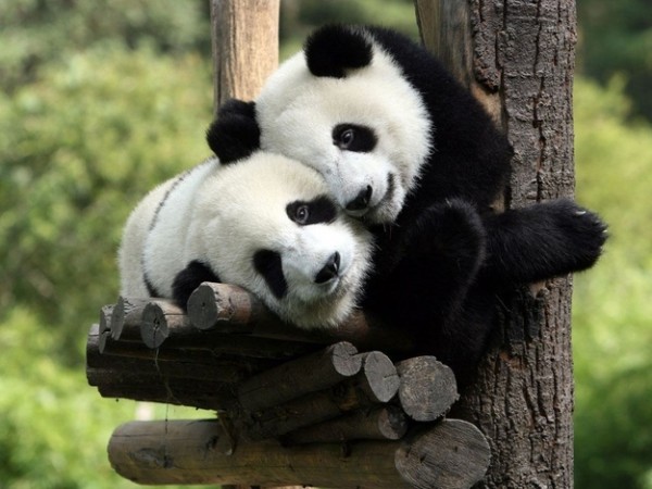 due panda