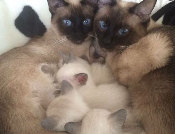 famiglia siamese