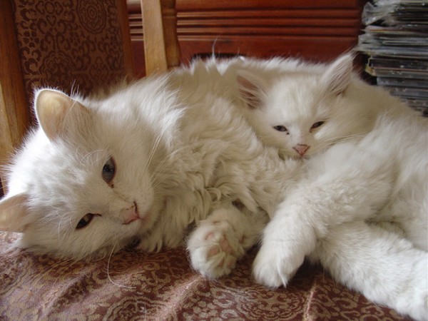gatta bianca e figlio