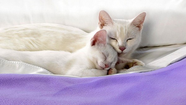 gatta bianca e gattino
