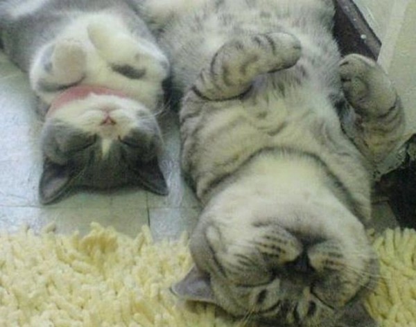 gatta e gattino dormono