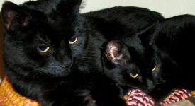 10 mamme gatte con gattini: favolose gocce d'acqua