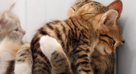 10 animali che sanno cos'è l'amore
