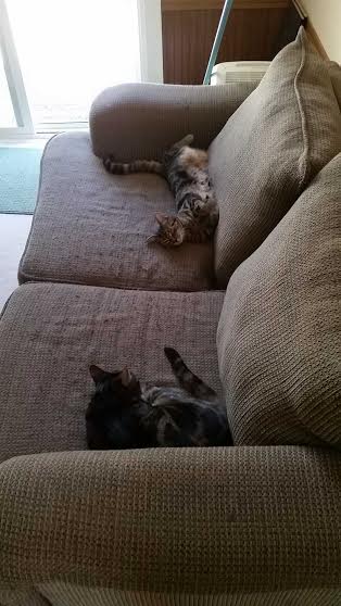 gatti sul divano