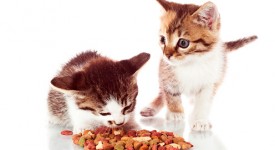 Fame eccessiva gatti dieta giusta?