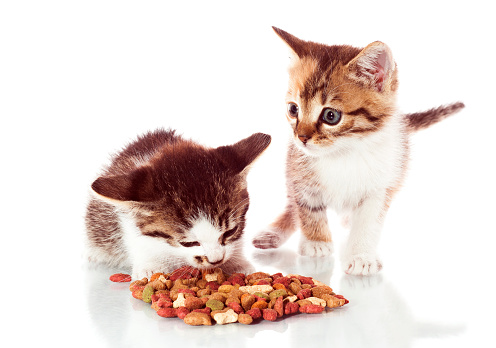 Fame eccessiva gatti dieta giusta?