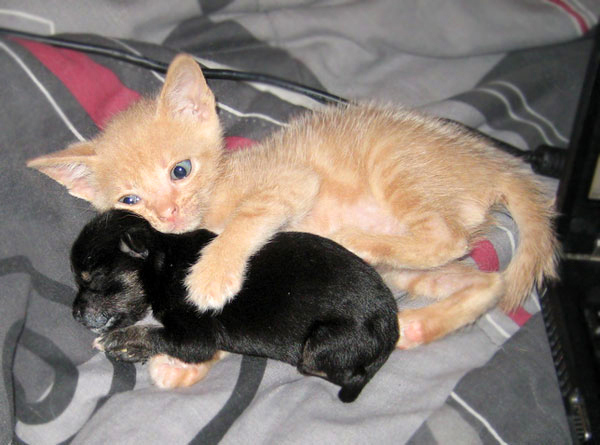 gattino e cagnolino