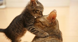 10 mamme gatte con gattini: favolose gocce d'acqua