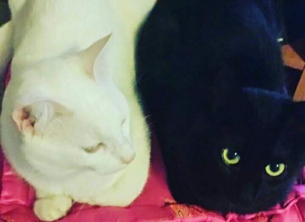 gatto bianco e gatto nero