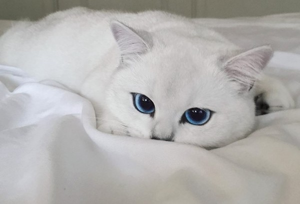 gatto bianco sdraiato