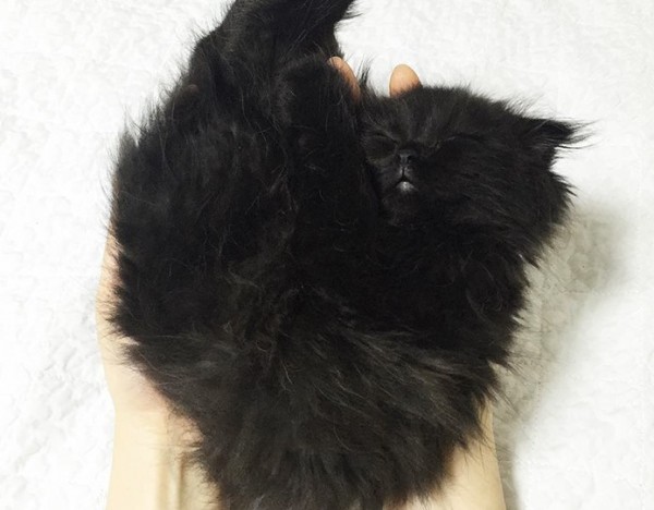 gatto dorme sulle mani