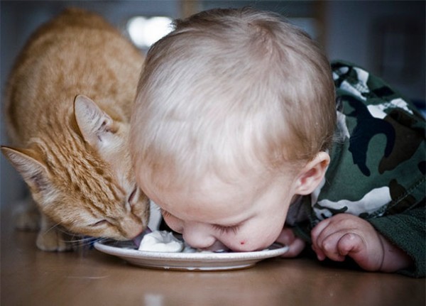 gatto e bambino mangiano