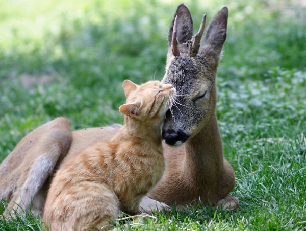 gatto e cervo