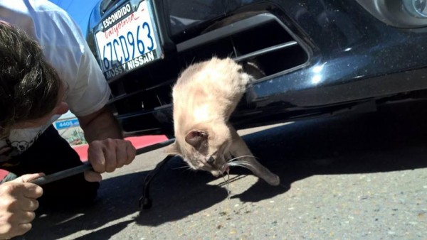 gatto esce da un paraurti auto