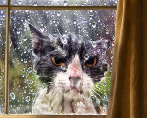 gatto fuori finestra