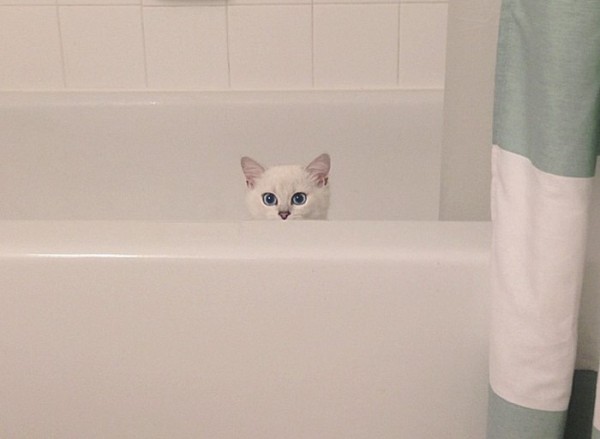 gatto in vasca da bagno