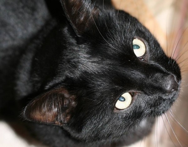 gatto nero primo piano